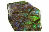 Iridescent Ammolite (Fossil Ammonite Shell) - Alberta, Canada #147248-1